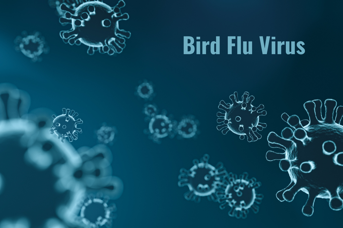 Bird Flu Virus