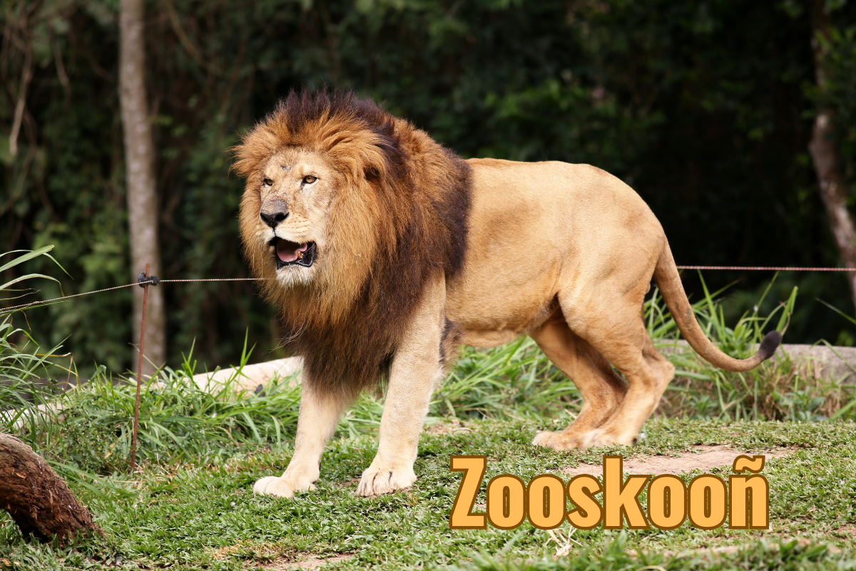 Zooskooñ: Discovering Conservation and Wildlife for a Better Future